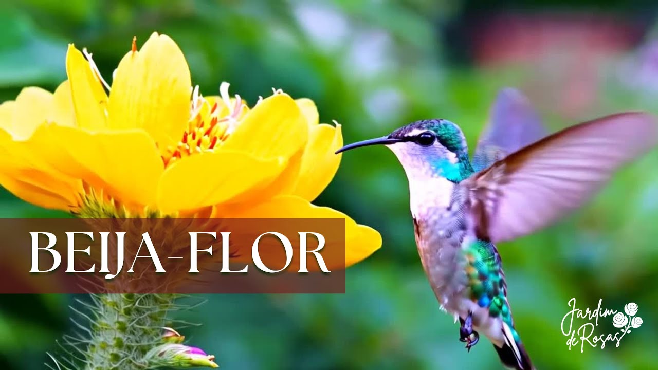 Nas Asas do Beija-Flor - Can&ccedil;&atilde;o para Acalmar e Voar Leve com o Cora&ccedil;&atilde;o | Amor, Natureza e Inspira&ccedil;&atilde;o