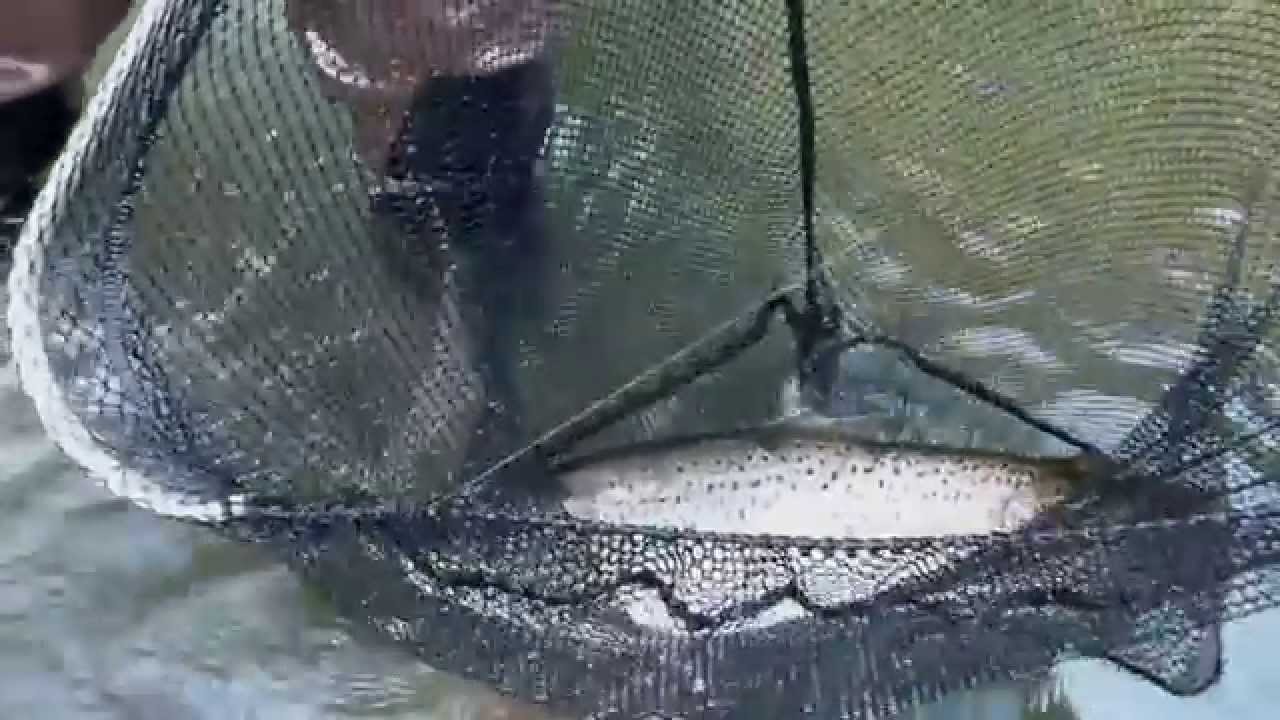 Truite de mer et moucheur. Toucher son rêve du bout des doigts (Dep 14) )