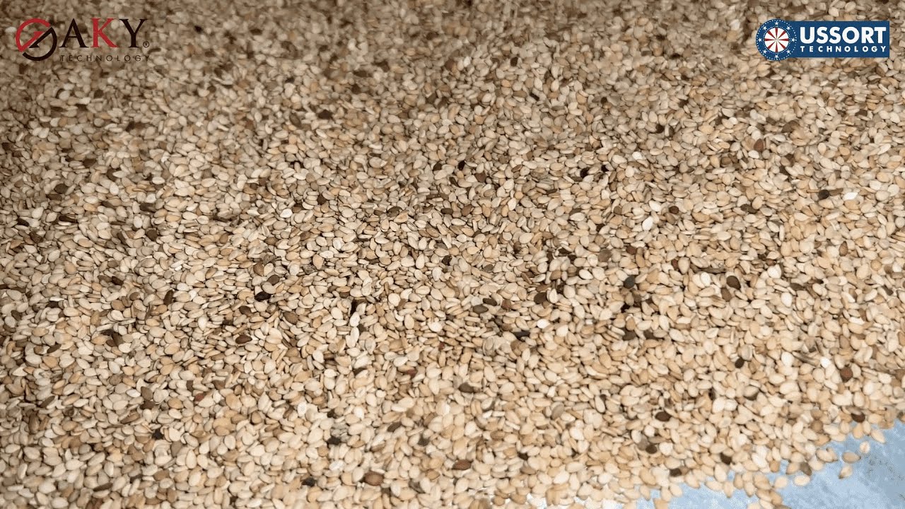 Sesame Processing Line 10 ton/hour, Saudi Arabia - Walkthrough Video