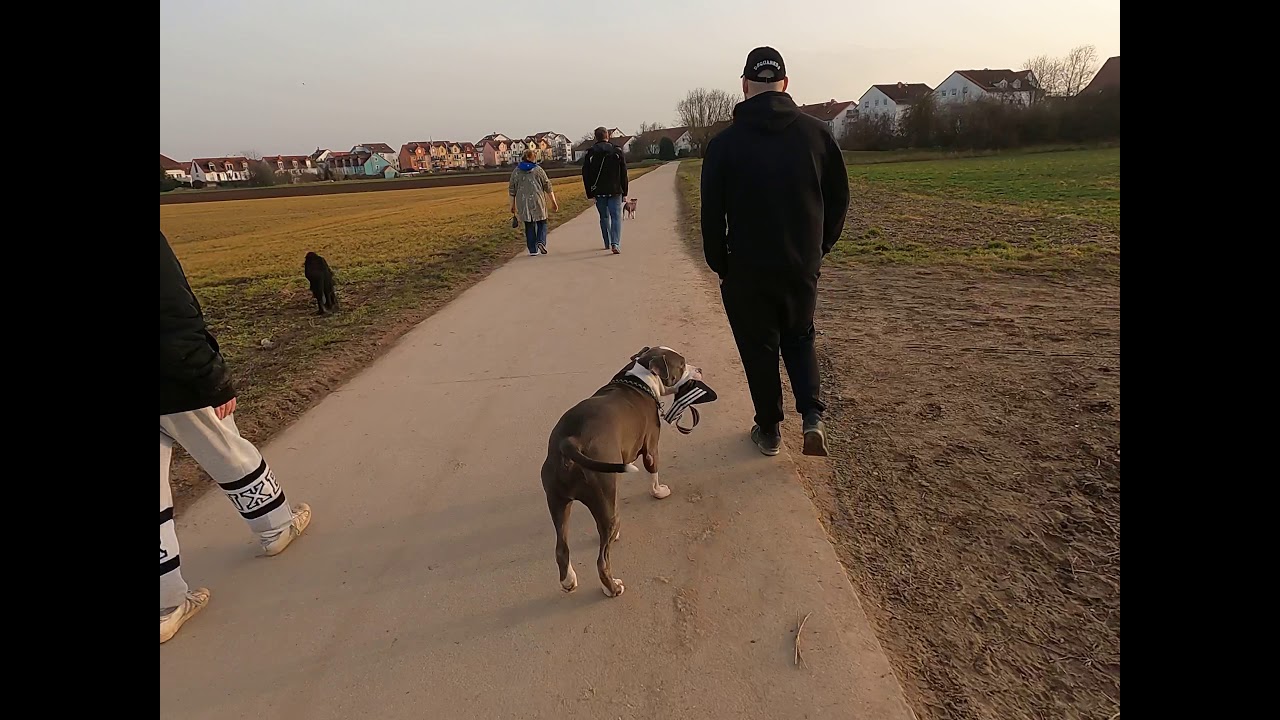 AmStaff PABLO & CHICO
