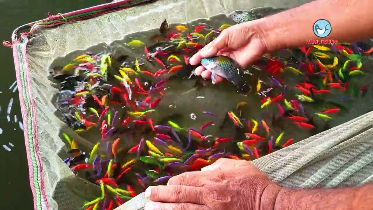 All Fishes Breeding in One Video