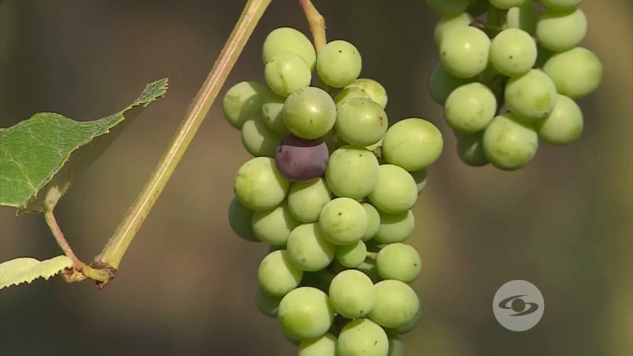 Manejo agronómico del cultivo de uva - La Finca de Hoy