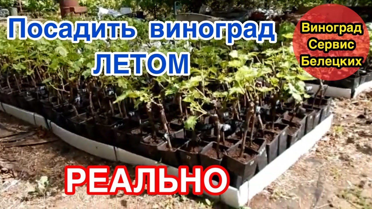 Летний вариант надёжных саженцев винограда! ПРЕМЬЕРА!!!  ПУТЬ К УСПЕХУ И ПРОЦВЕТАНИЮ!  !