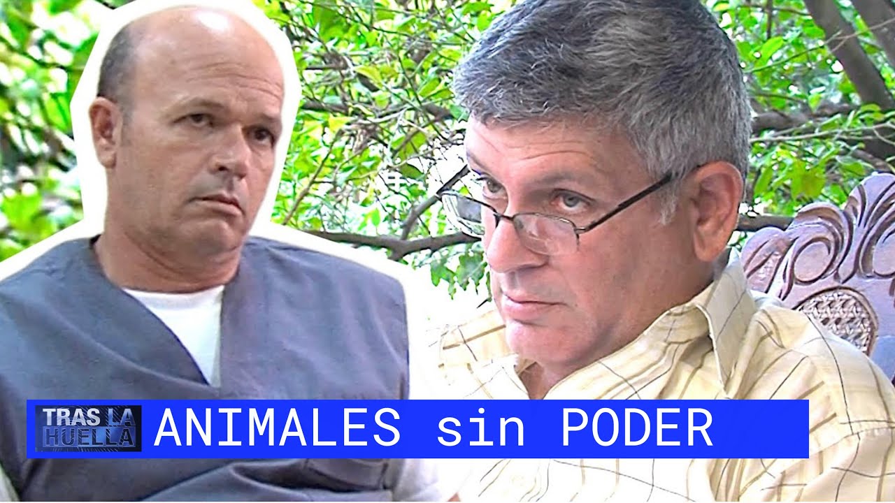 POLICIACO CUBANO: ANIMALES SIN PODER 🚨 TRAS LA HUELLA