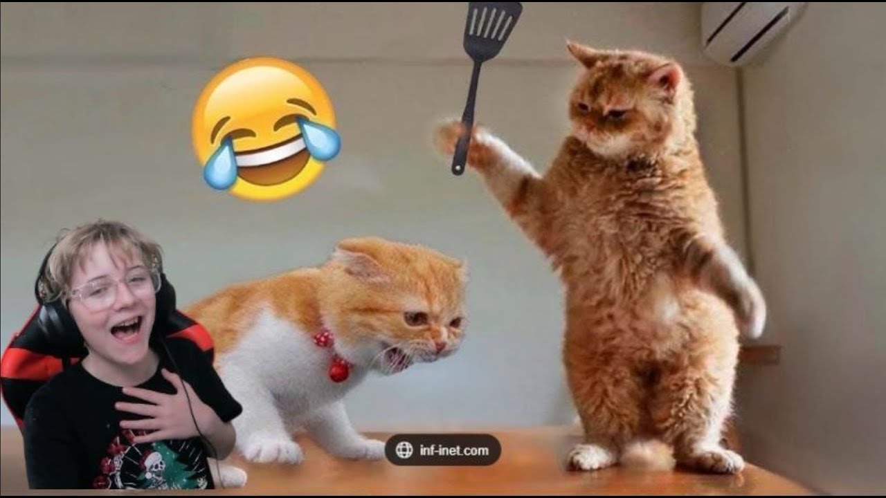 try not to laugh impossible....