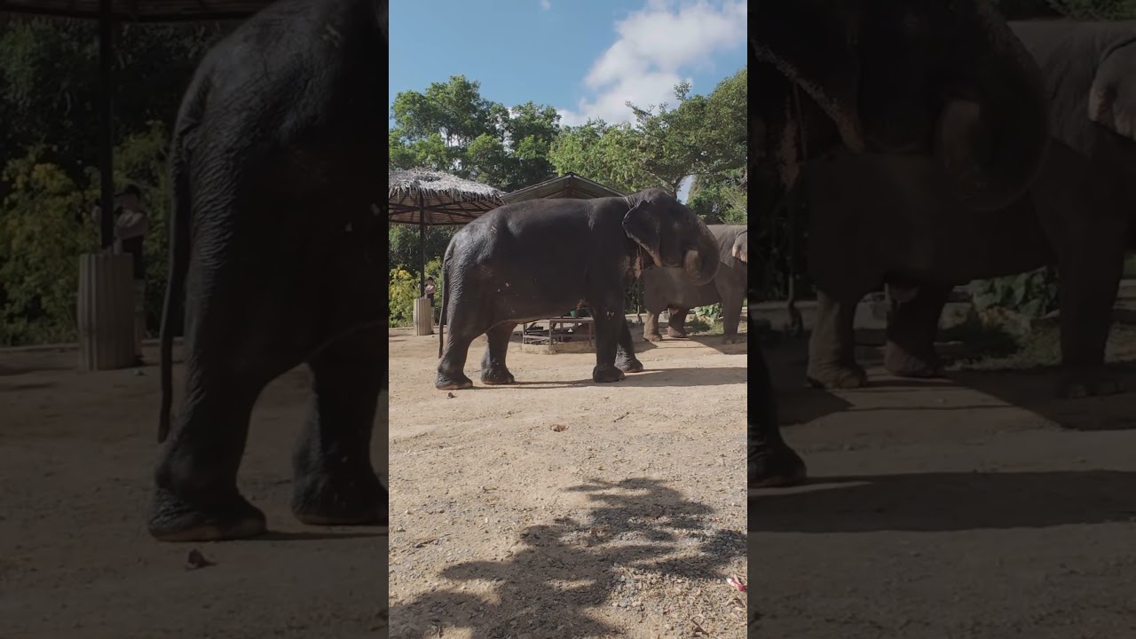 Elephant jungle sanctuary in Phuket. Not wild, not Africa but first time so close to the Elephants.