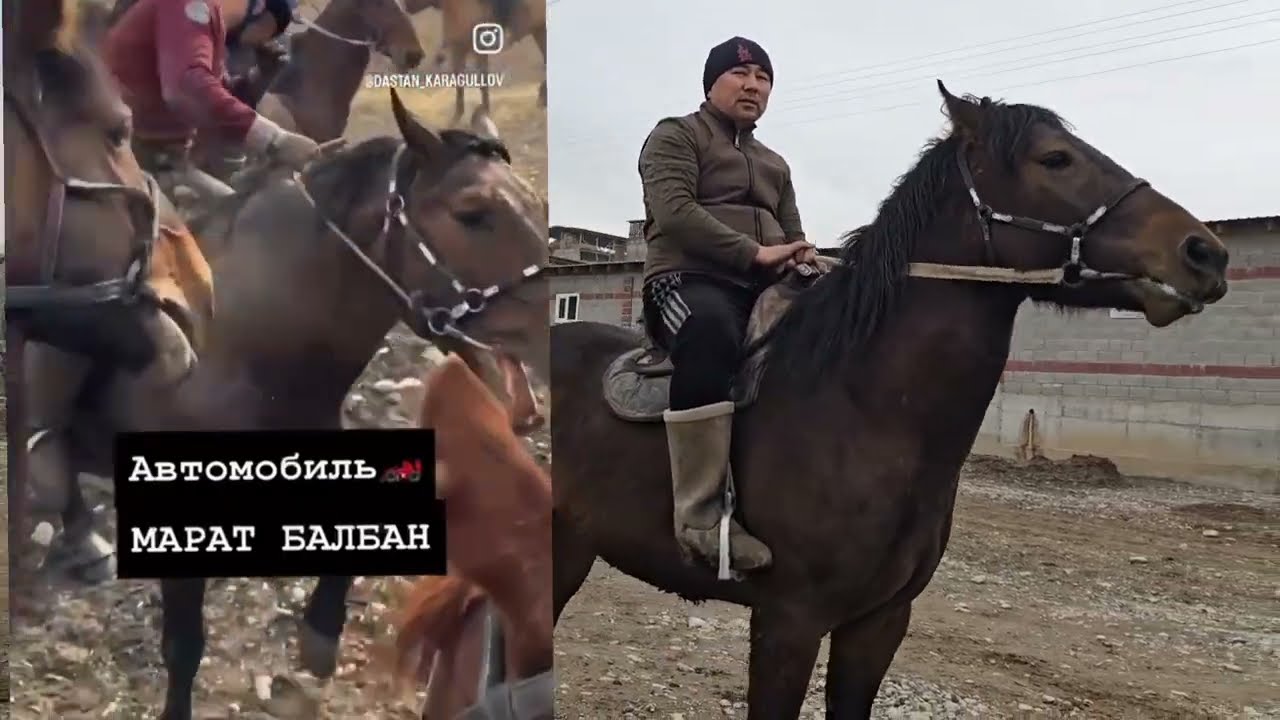 Жакшы Өспүрүм Сатылат жакшы Аттын Баласы Линя #Хан 