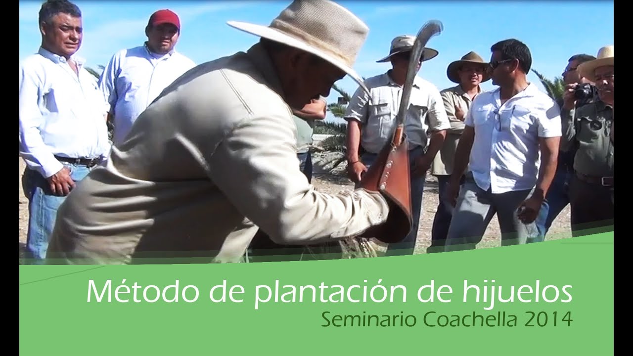 Metodo de plantación de hijuelos Seminario Coachella 2014