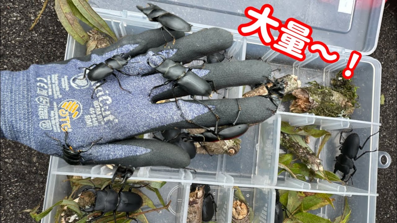 【クワガタ】熊が出る山奥でヒメオオクワガタが大量発生していた！ ルッキング採集【ルッキング 】クワガタ採集