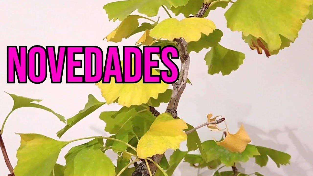 Bonsái de Ginkgo Biloba 🌳😉