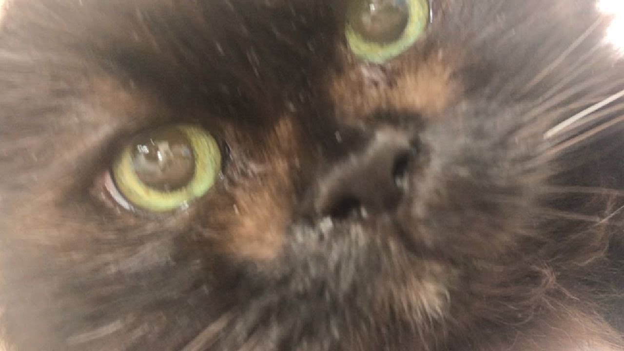 生きていれば14歳の誕生日。黒猫くーちゃんの衝撃的な声が忘れられません。