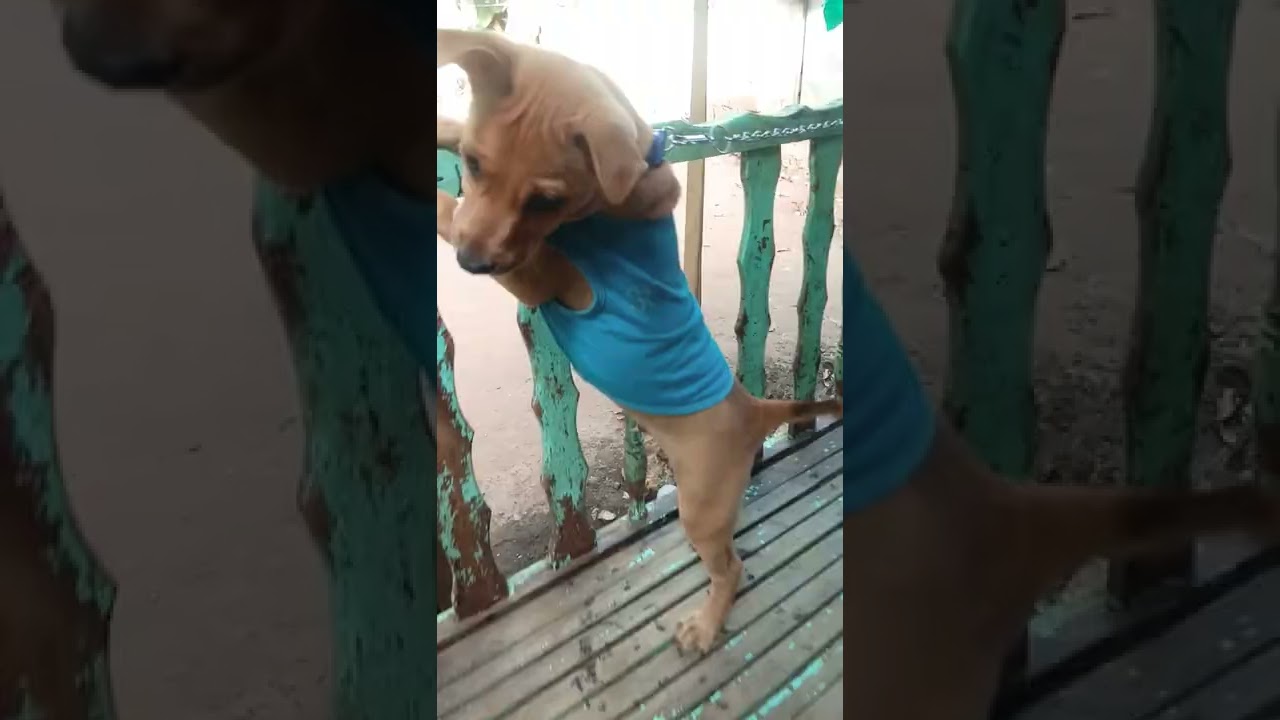 itroducing my lovely dowg 🐶🐕 i mean dog🤣😂