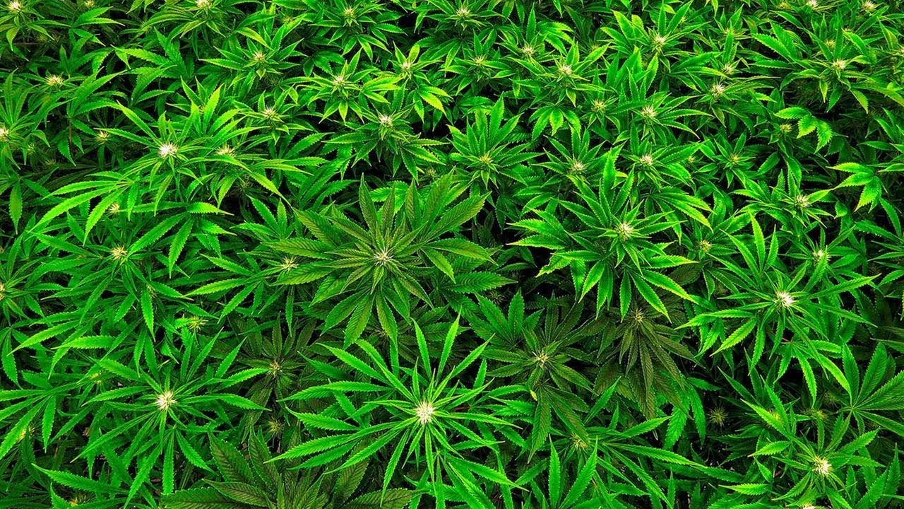 New Jersey expands medical marijuana program, adding 5 qualifying conditions
