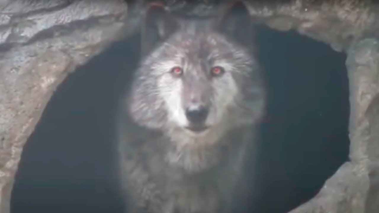 10 Wolves You Won&rsquo;t BELIEVE Actually Exist!