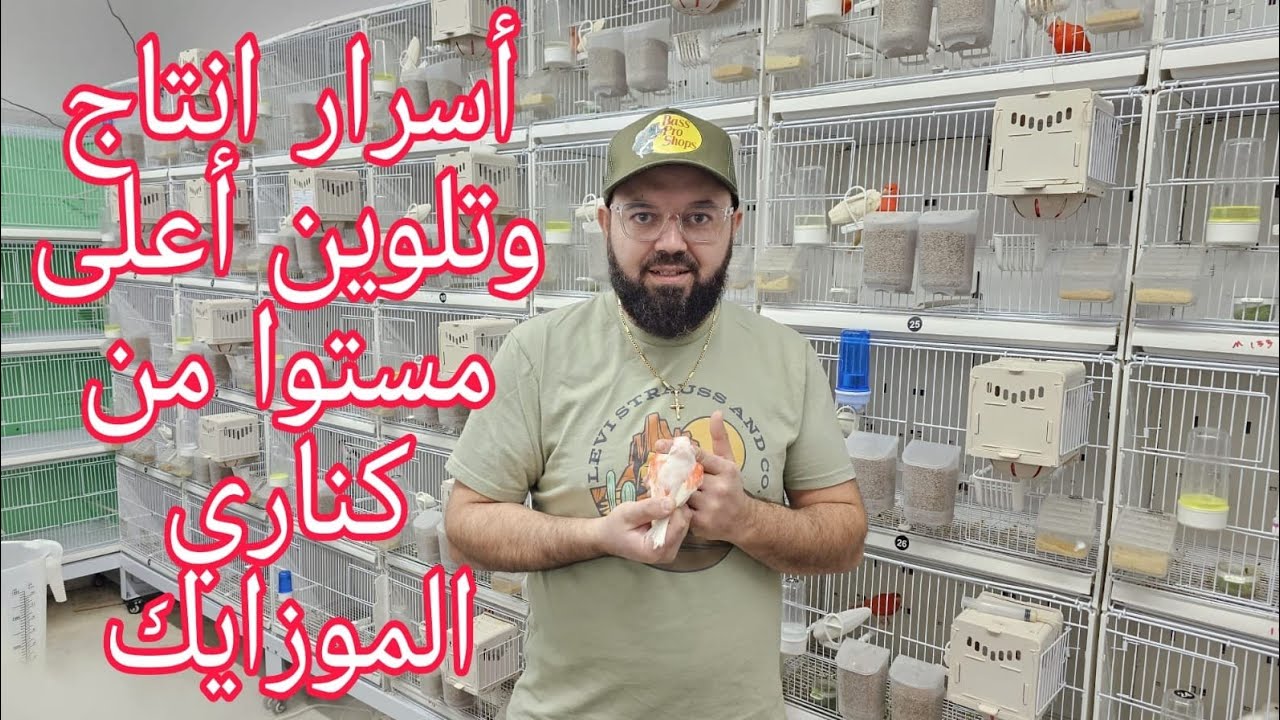 الطريقة الاحترافية في انتاج وتلوين كناري الموزايك مستوى اول