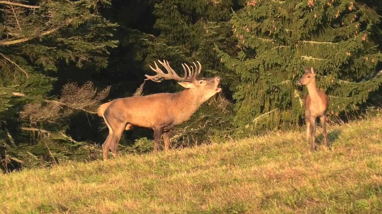 Jelenia ruja 2018