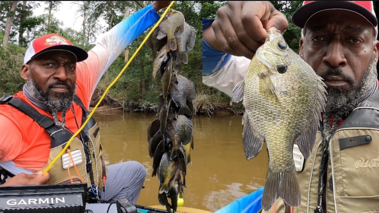 Snatched a few 10 inch Jumbo Bluegill out of Bed this Morning