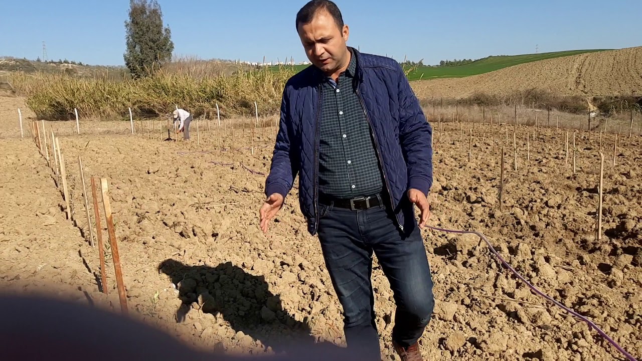 Arbequina Zeytini Yeni Bahçe Tesisi