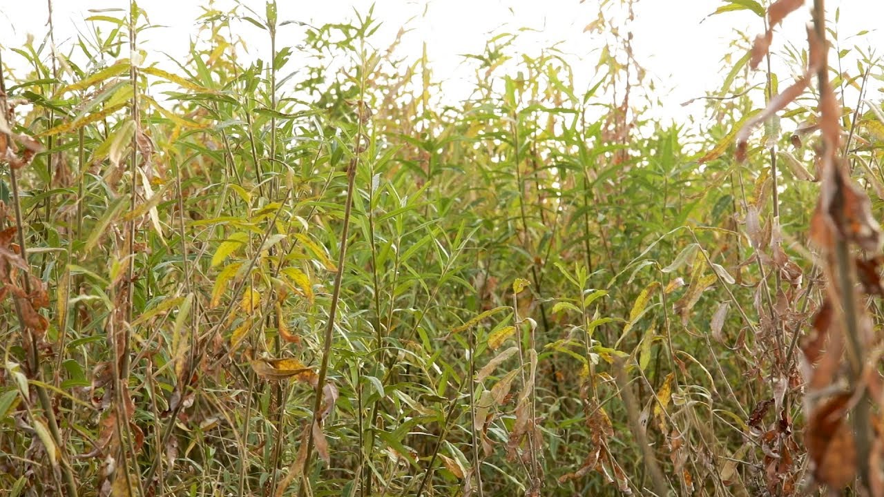 Climatologist John Sweeney and farmer Pat Farrelly on biomass challenge