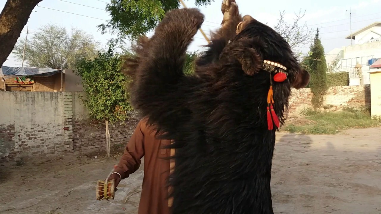 Bear Dance