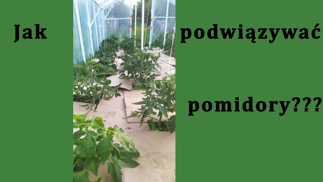 Jak podwiązywać pomidory? Najlepszy sposób na podwiązywanie pomidorów!