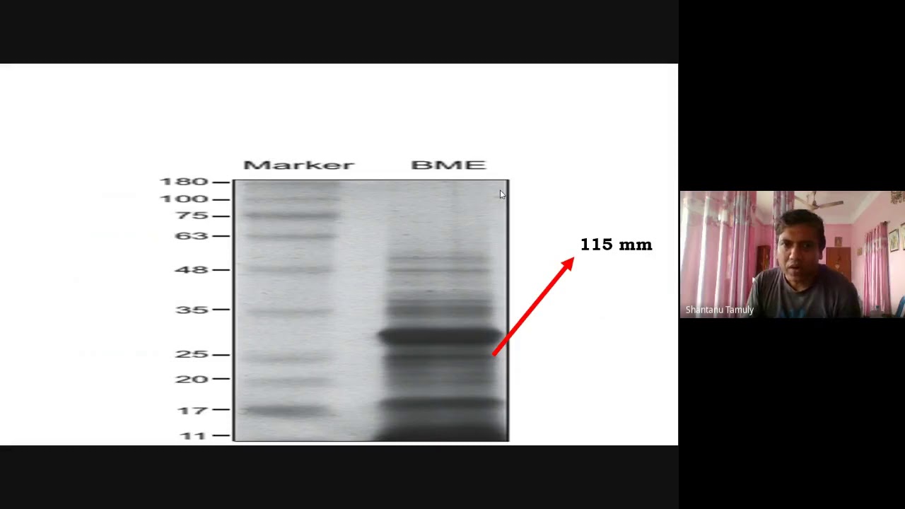 Molecular weight determination of proteins in SDS PAGE in excel and R