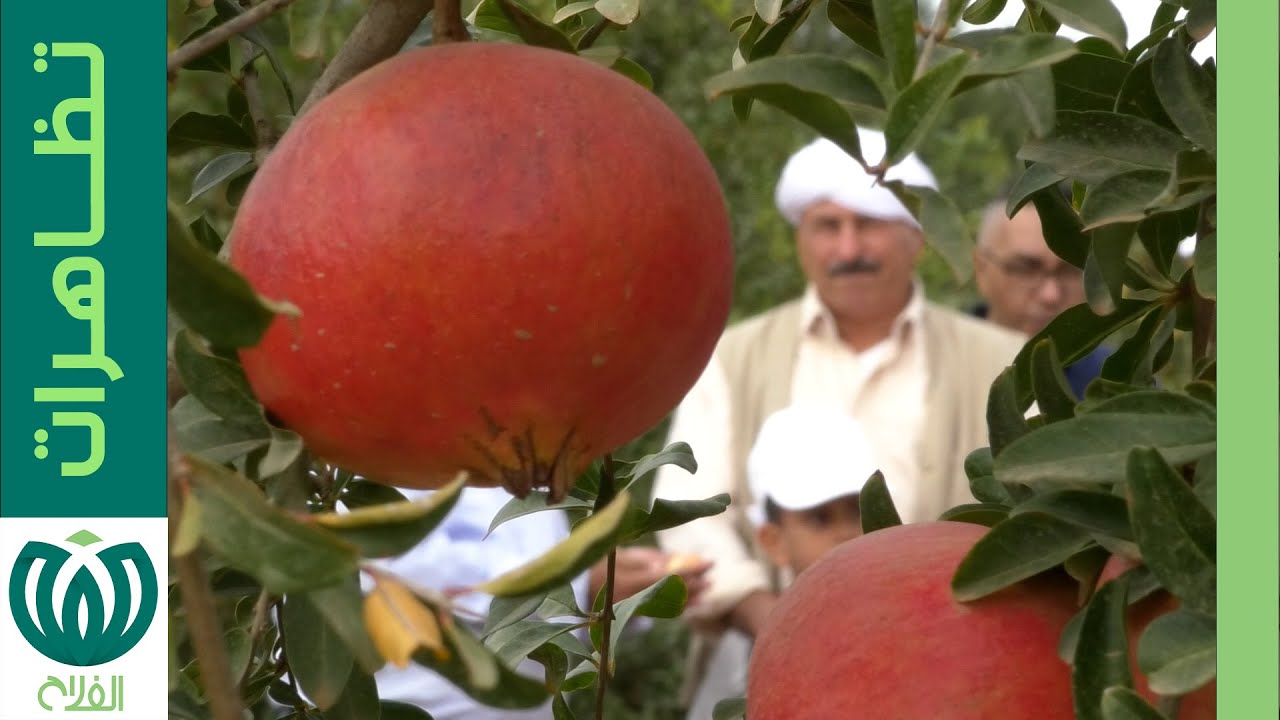 رمان السفري يستقطب اهتمام فلاحي مستغانم