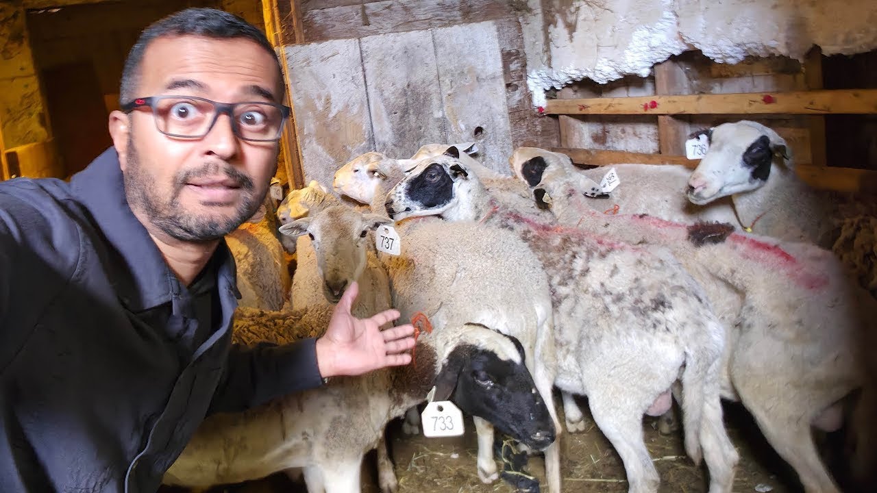 Qurbani ke bakray 🐑