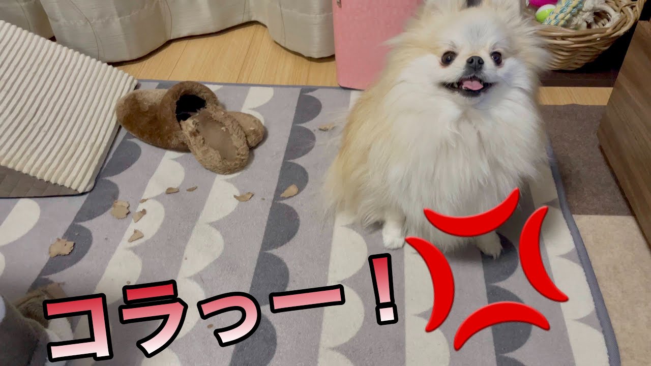 パパが説教するが満面の笑顔で乗り切ろうとするポメラニアン！