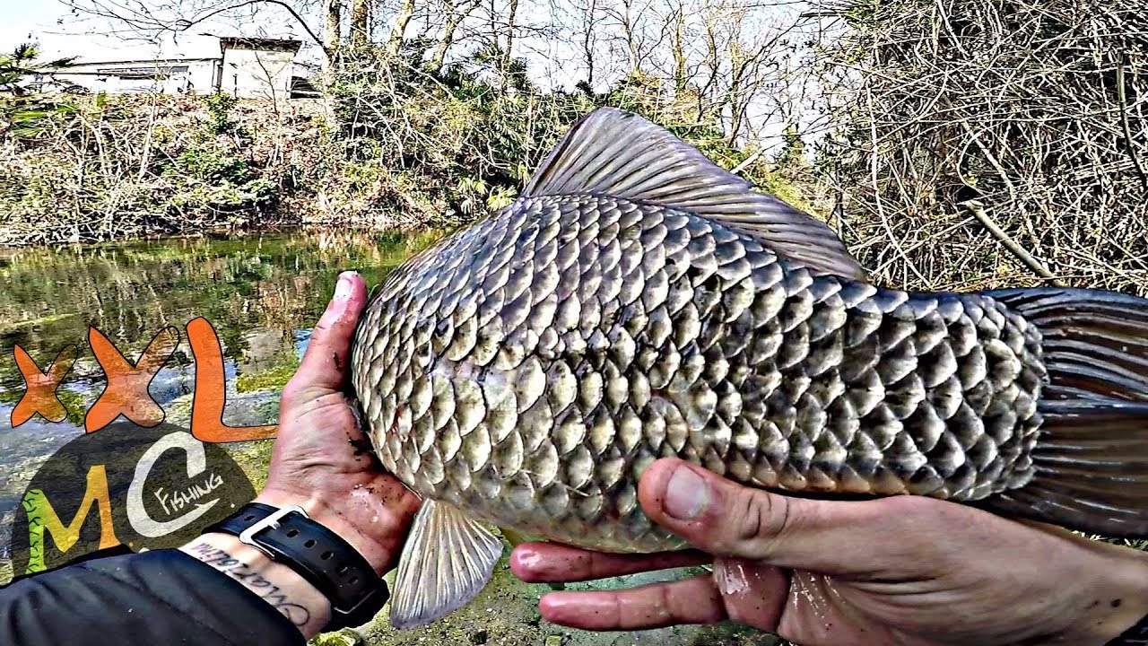 Un Carassio GIGANTE a Spinning!