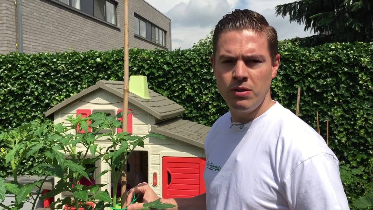 Een tomatenplant snoeien en opbinden