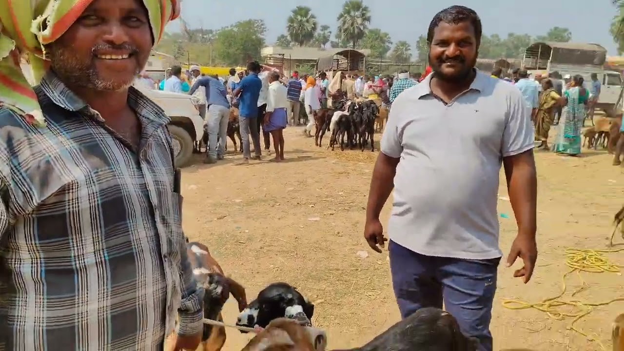 Rajarampalli Angadi animal market goat . Sheep 
