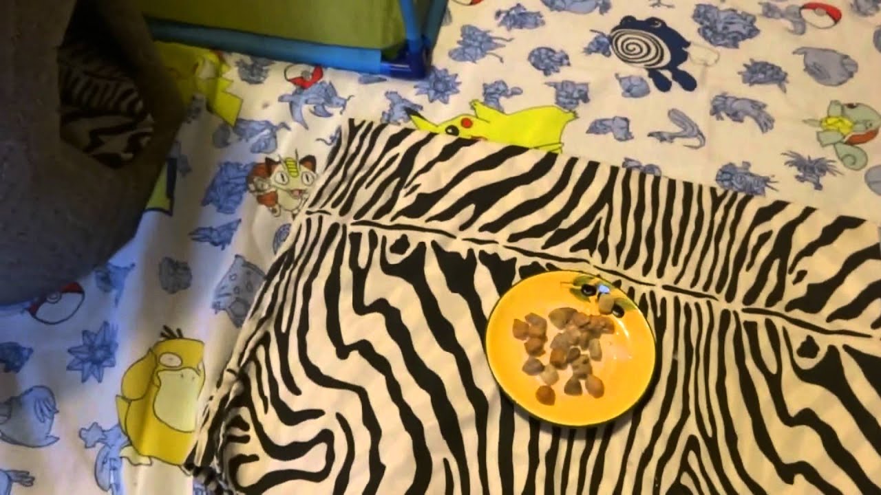 Baby Raccoons' First Encounter With Solid Food