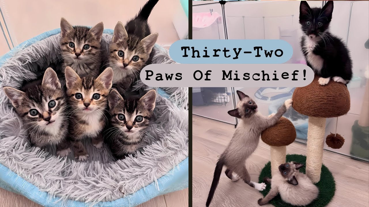 One Foster Mom, Two Litters, Eight Kittens: From Empty House To Furry Paradise!