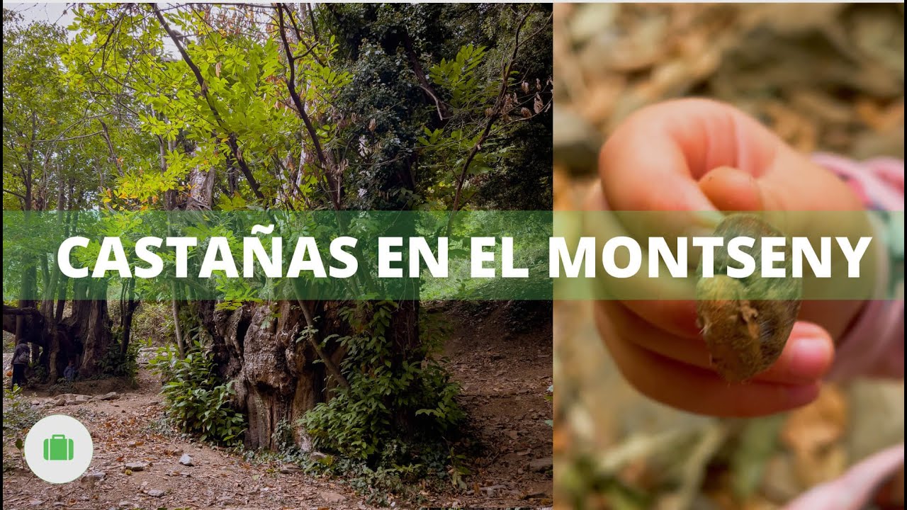 Sot de l'Infern (Montseny) / ¡En busca de Castañas!