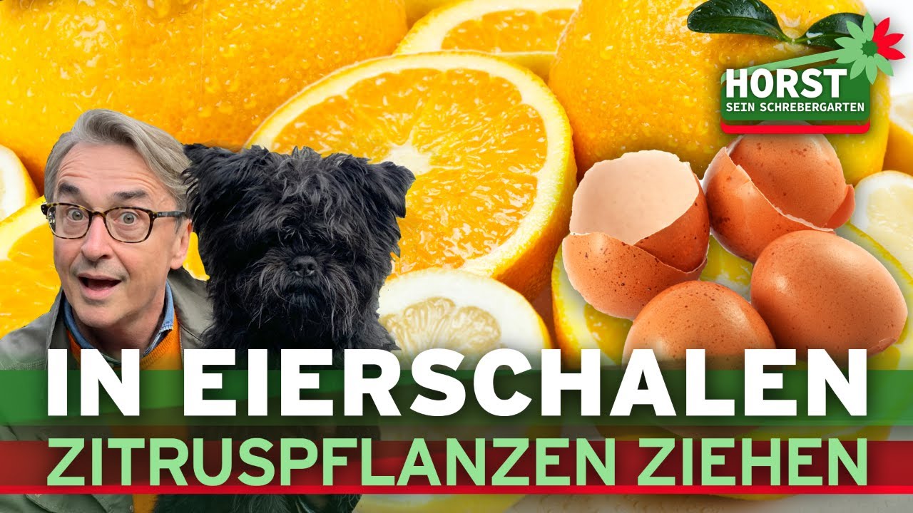 Zitrusfr&uuml;chte aus Kernen vermehren &ndash; so einfach! I Horst sein Schrebergarten