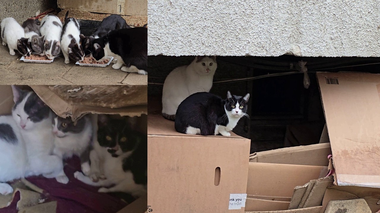 Cardboard island where a whole family of street cats lives 🐱📦