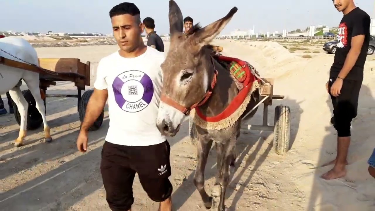سباق الحمير بالبحرين _حماس وتحدي #سباق_ #البحرين #حماس_تحدي