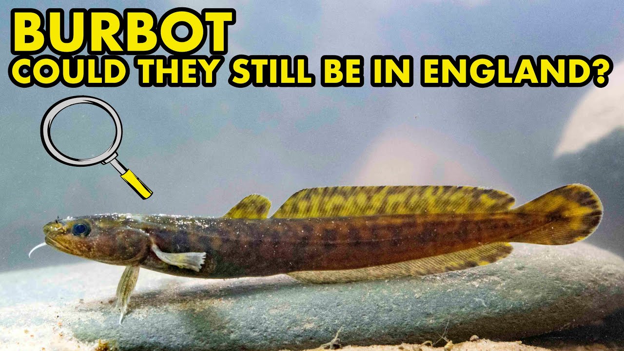 Are There Any Burbot Left in England? : UK FISH MYTHS