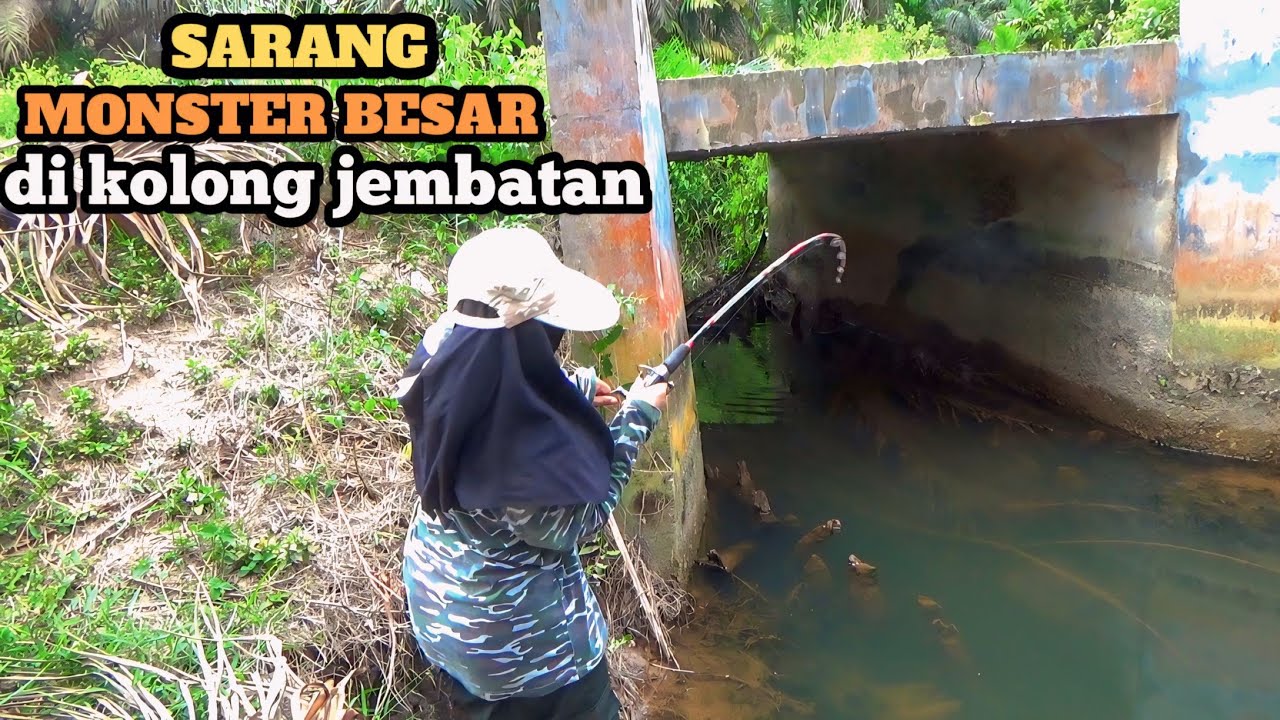 SIAPA SANGKA!!! IKAN MONSTER BERKUMPUL DI KOLONG JEMBATAN