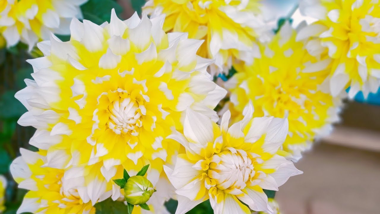 আমার বাড়িতে ফুলের বাগান//vlogs // flower video #youtube #nature #flowers #vlog 