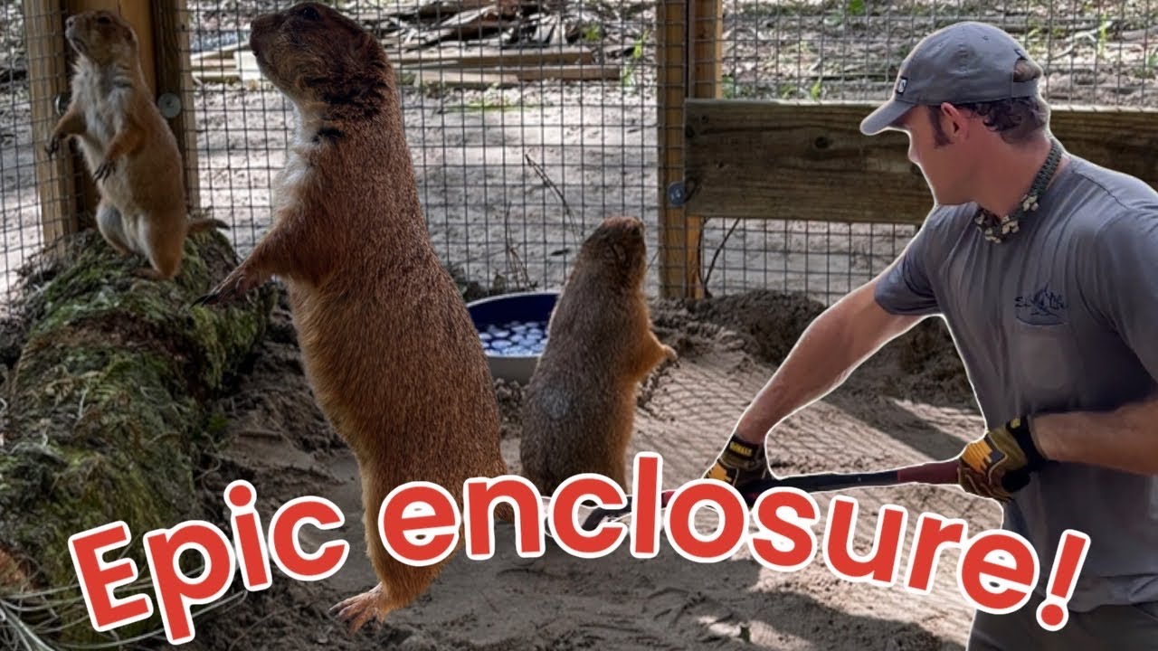 Rescued prairie dog gets an EPIC enclosure (and a family!)