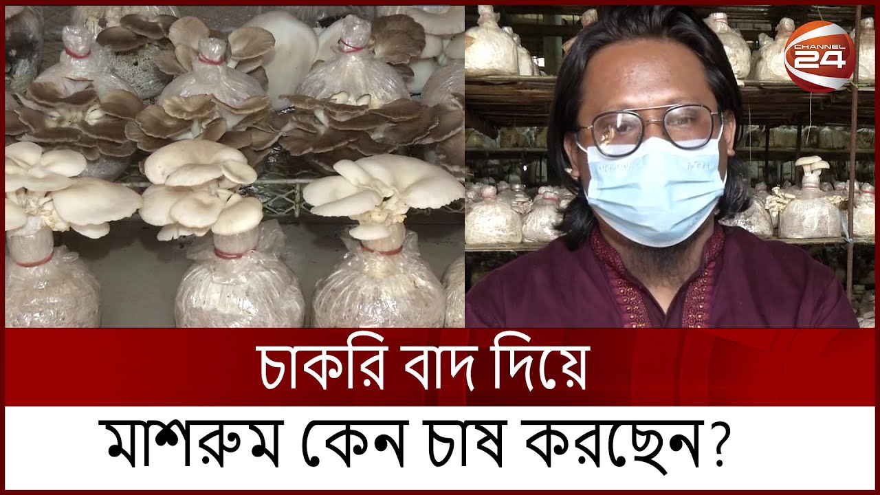 মাশরুম চাষ করে ভাগ্য ফেরাচ্ছেন উচ্চশিক্ষিত যুবক উদ্যোক্তারা | Mushroom Farm | Channel 24
