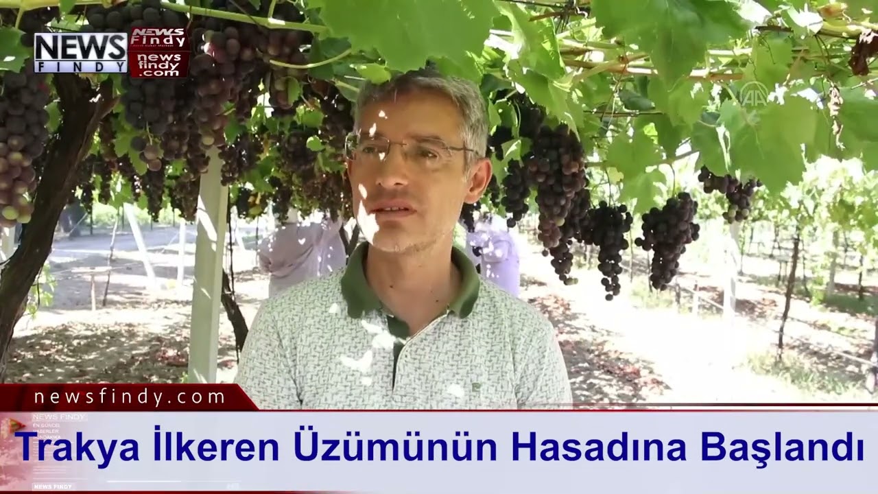 Trakya İlkeren Üzümünün Hasadına Başlandı