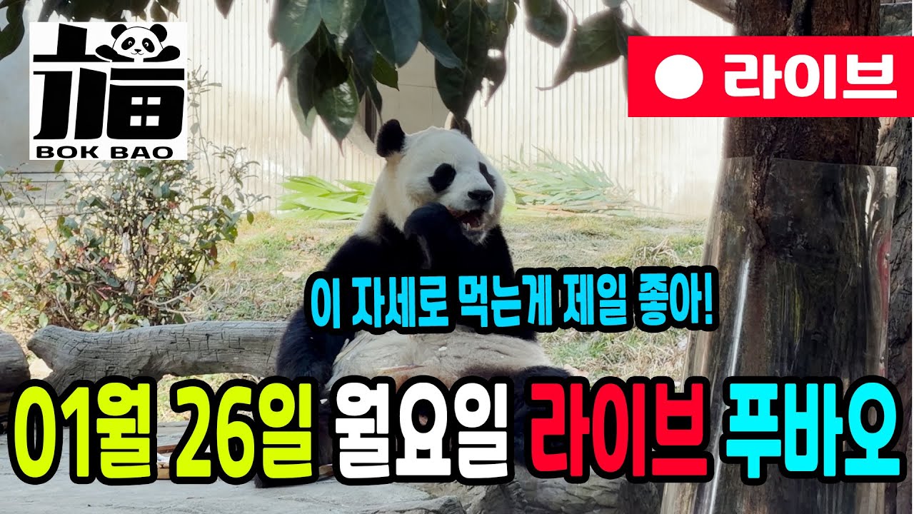 01월 26일 월요일 푸바오 라이브입니다. 이 자세로 먹는게 제일 좋아!