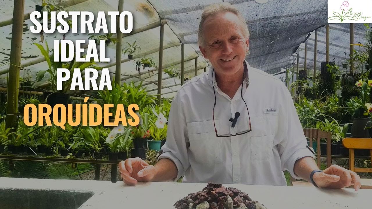 Sustrato Perfecto para Orquídeas: ¡Todo lo que Necesitas Saber!