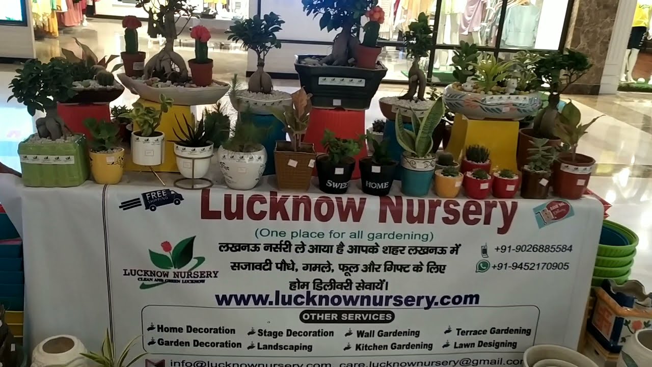 Lucknow Nursery|Best Online Plant Nursery in Lucknow| Nursery in Lucknow|Best Nursery in Lucknow