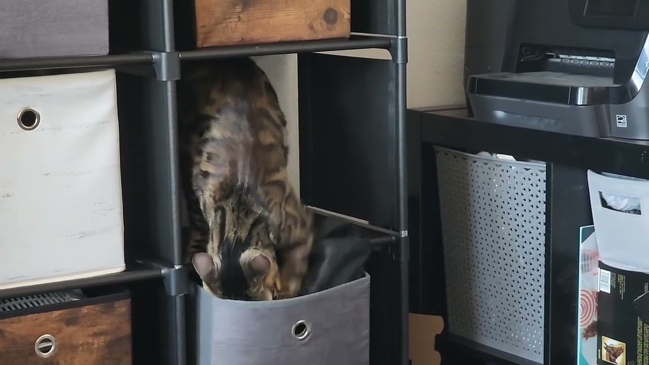 Bengal shenanigans