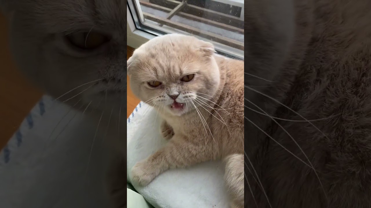 Cats and pets #animals #petsrule #cat #funny #cutespets #petsunited #petshub #funnycats #pets