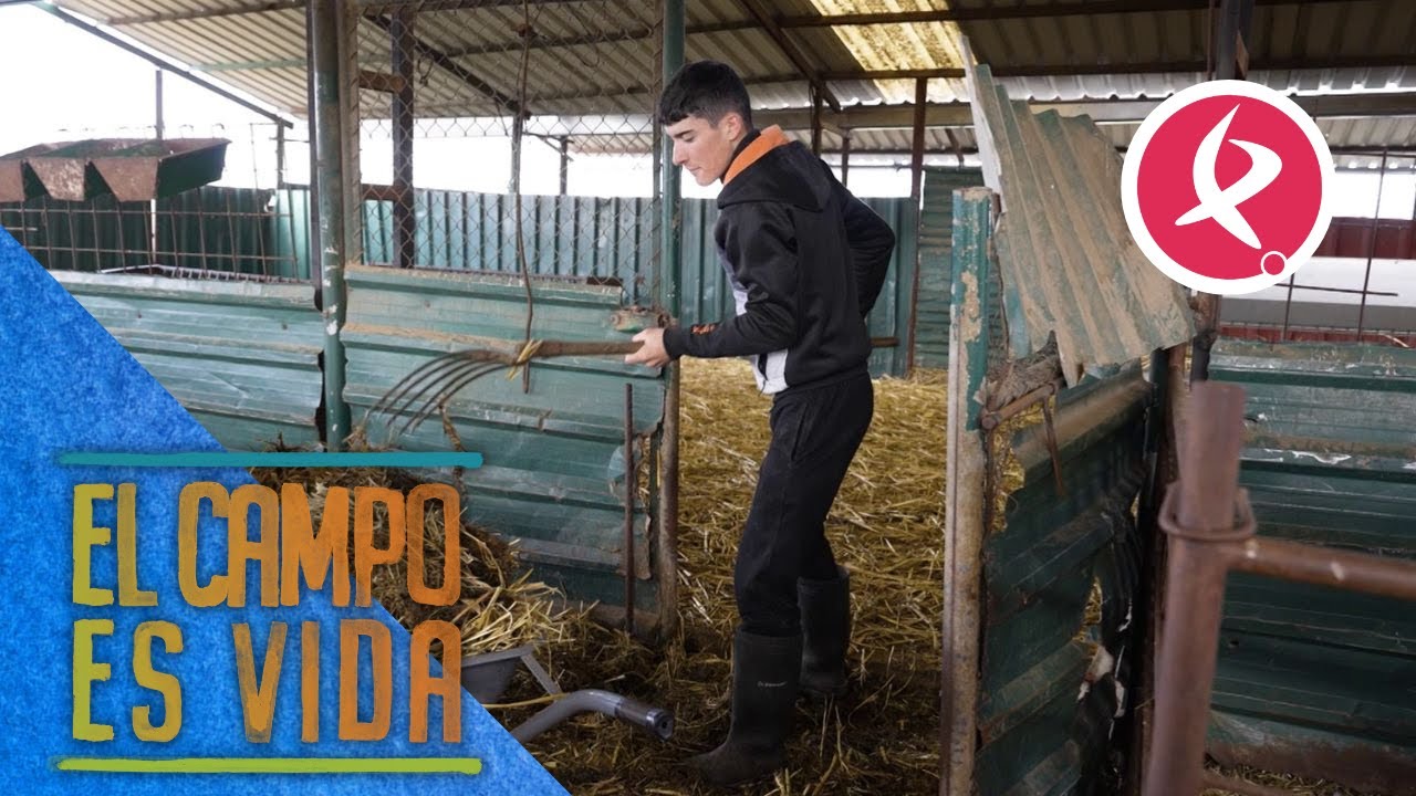 Jose comienza los preparativos de la paridera de sus cabras | El campo es vida